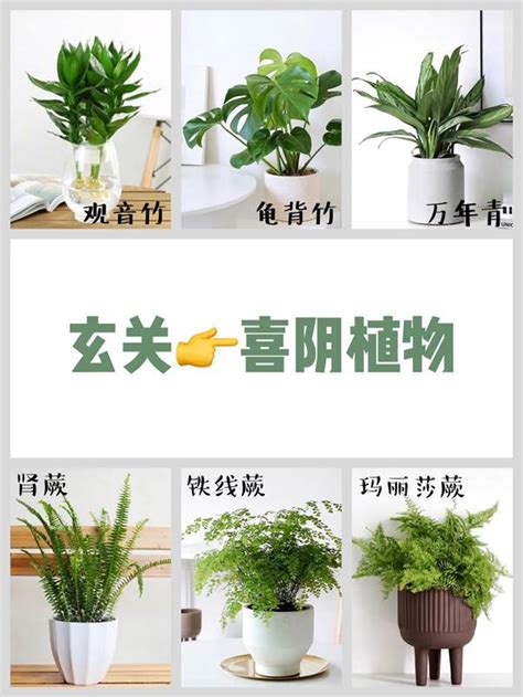 盆栽植物推薦